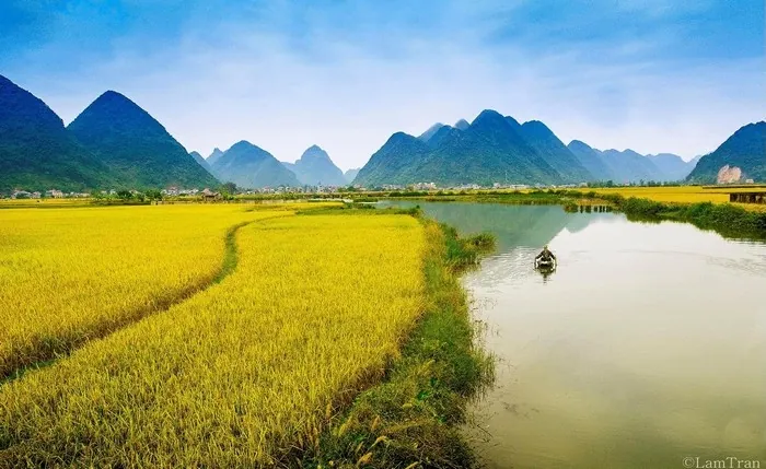 Vẻ đẹp của những đồng lúa vàng rực rỡ ngày cuối năm Vẻ đẹp của những đồng lúa vàng rực rỡ ngày cuối năm