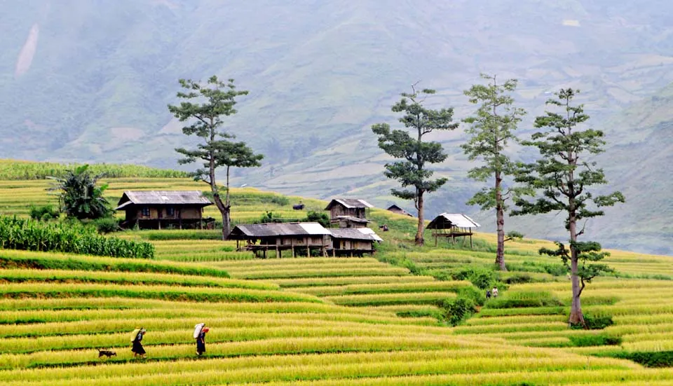 Mù Cang Chải rực vàng giữa mùa thu