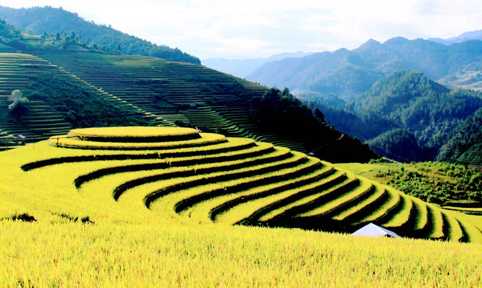 Mù Cang Chải rực vàng giữa mùa thu
