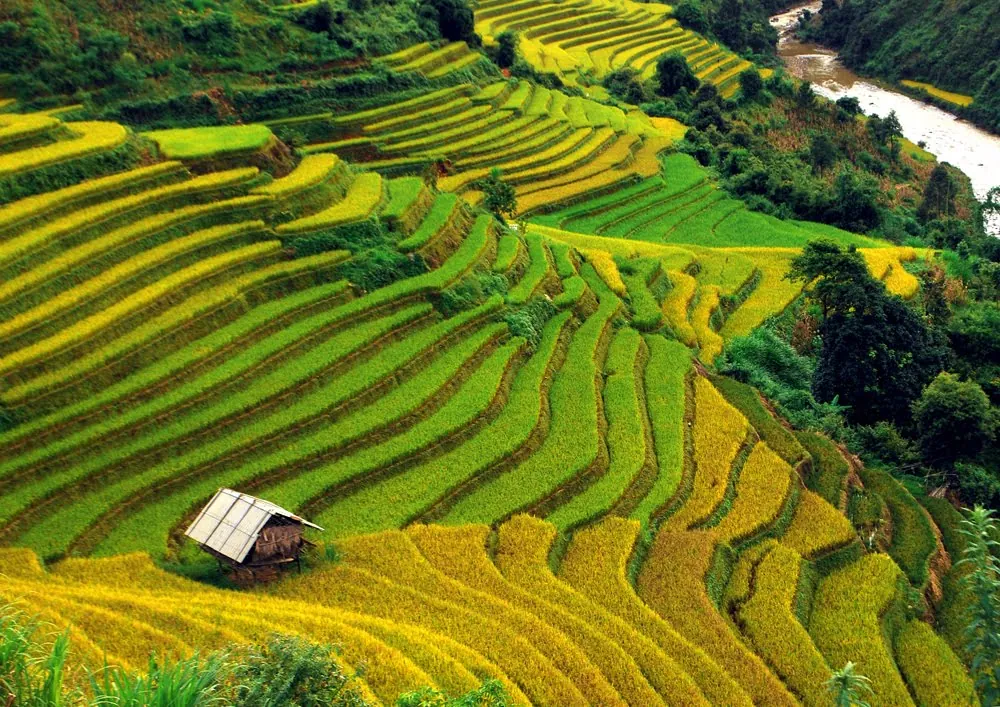 Mù Cang Chải rực vàng giữa mùa thu