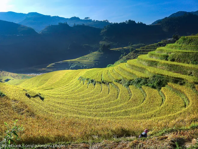 Mù Cang Chải rực vàng giữa mùa thu