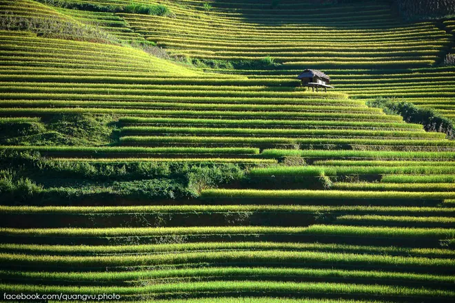 Mù Cang Chải rực vàng giữa mùa thu