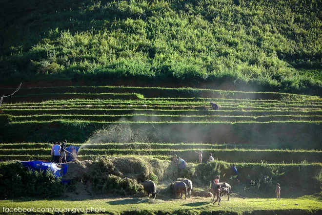 Mù Cang Chải rực vàng giữa mùa thu