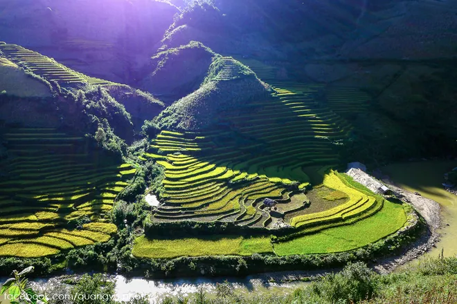 Mù Cang Chải rực vàng giữa mùa thu