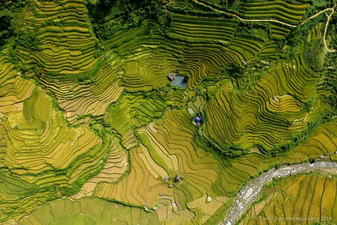 Mù Cang Chải rực vàng giữa mùa thu