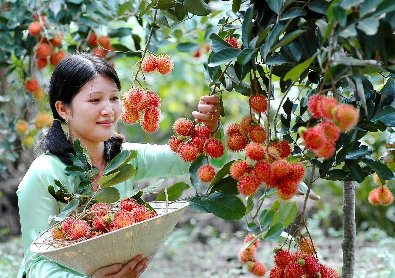 Cẩm nang cho chuyến du lịch xứ dừa Bến Tre Cẩm nang cho chuyến du lịch xứ dừa Bến Tre