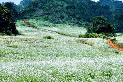 Kinh nghiệm du lịch Mộc Châu (hướng dẫn chi tiết) Kinh nghiệm du lịch Mộc Châu