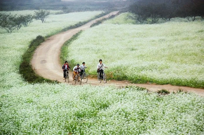 Kinh nghiệm du lịch Mộc Châu (hướng dẫn chi tiết) Kinh nghiệm du lịch Mộc Châu