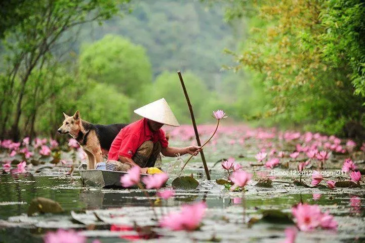 Đẹp lạ lùng suối Yến mùa hoa súng