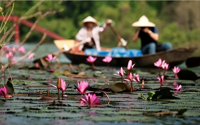 Đẹp lạ lùng suối Yến mùa hoa súng