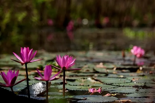 Đẹp lạ lùng suối Yến mùa hoa súng