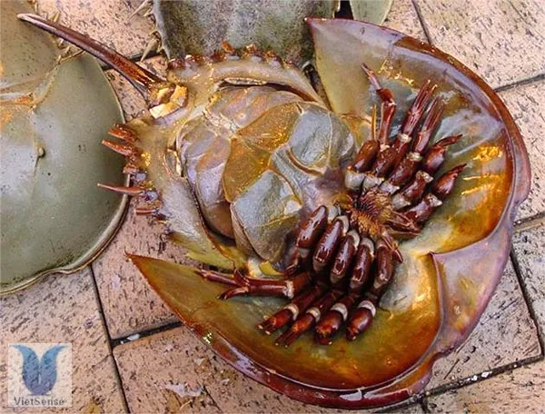 Những đặc sản không thể bỏ qua khi du lịch Quảng Ninh Những đặc sản không thể bỏ qua khi du lịch Quảng Ninh