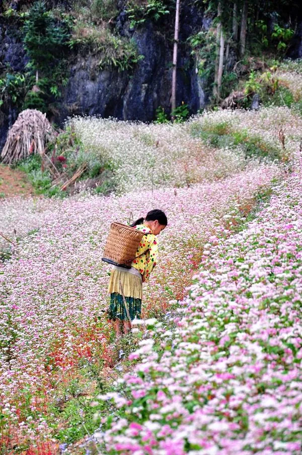 Mê đắm ngắm hoa tam giác mạch Hà Giang