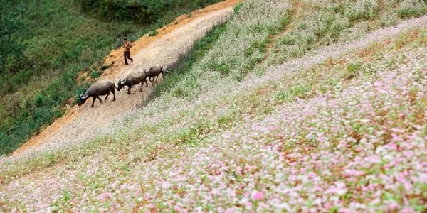 Mê đắm ngắm hoa tam giác mạch Hà Giang