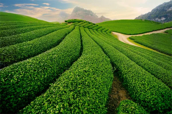 8 đồi chè đẹp như tranh khiến bạn tự sướng đến cháy máy
