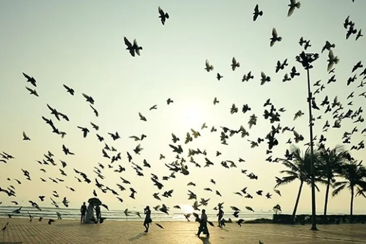 Biển trời Đà Nẵng rợp bóng bồ câu