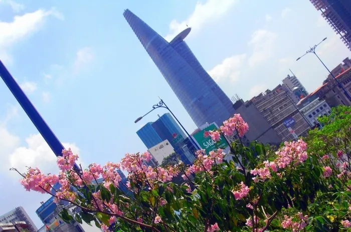 Hoa bằng lăng nhuộm tím góc trời Sài thành