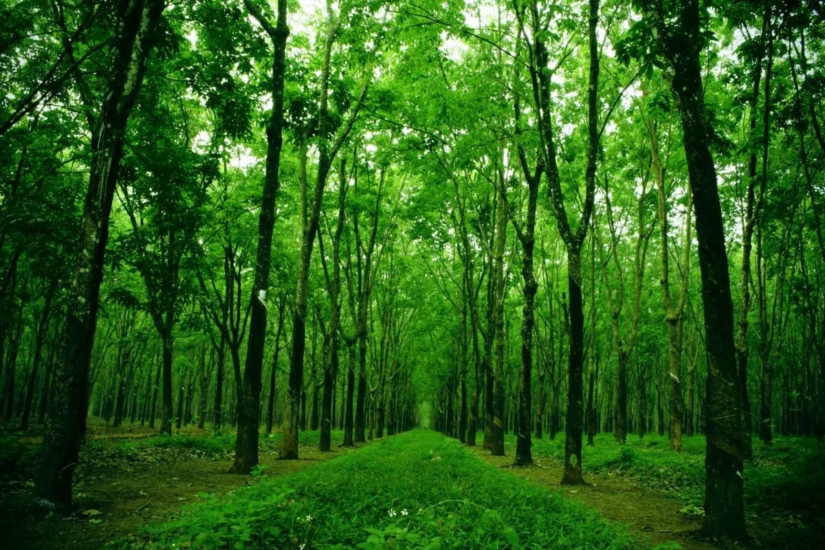 Kinh nghiệm khi du lịch rừng