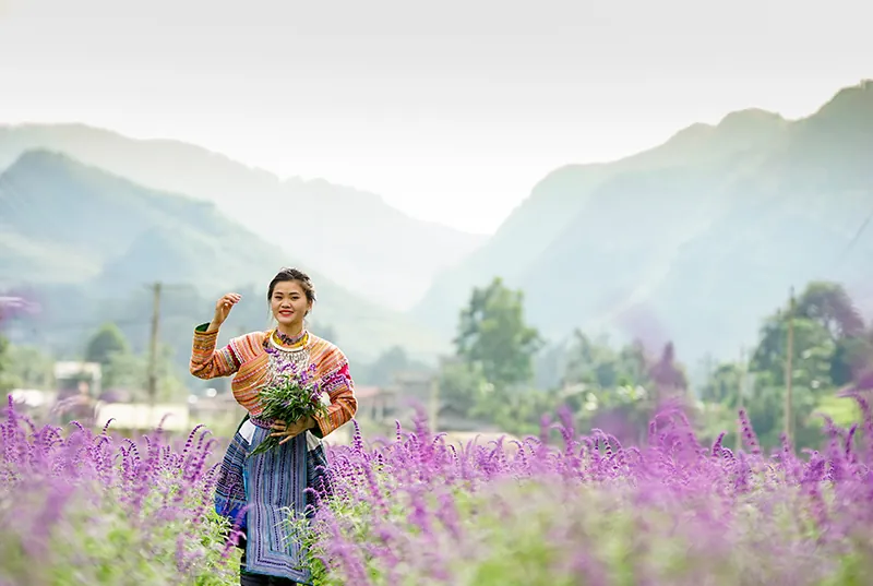 Vẻ đẹp hoa oải hương nở tím cao nguyên Lào Cai