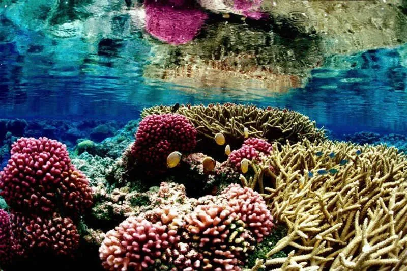 Về Nha Trang khám phá đại dương muôn màu