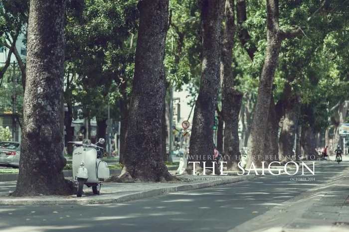 Xôn xao những hàng cây Sài Gòn