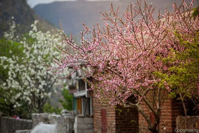 Xuân về trên cao nguyên đá Hà Giang