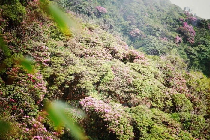 5 Địa điểm trekking đầu Xuân cực đã ở Việt Nam - Kỳ 1 5 Địa Điểm Trekking Đầu Xuân Cực Đã Ở Việt Nam Kỳ 1
