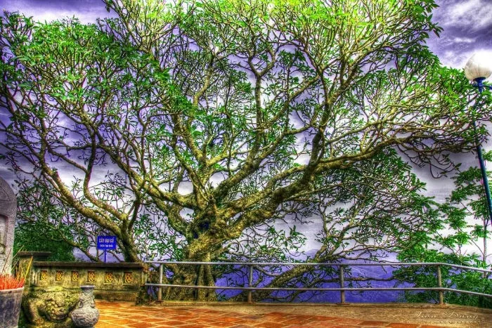5 Địa điểm trekking đầu Xuân cực đã ở Việt Nam - Kỳ 1 5 Địa Điểm Trekking Đầu Xuân Cực Đã Ở Việt Nam Kỳ 1
