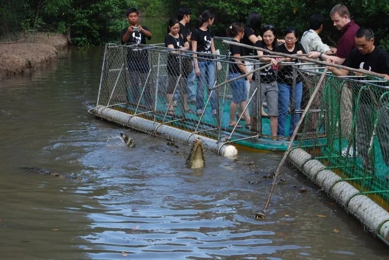 Câu cá sấu tại khu du lịch Vàm Sát