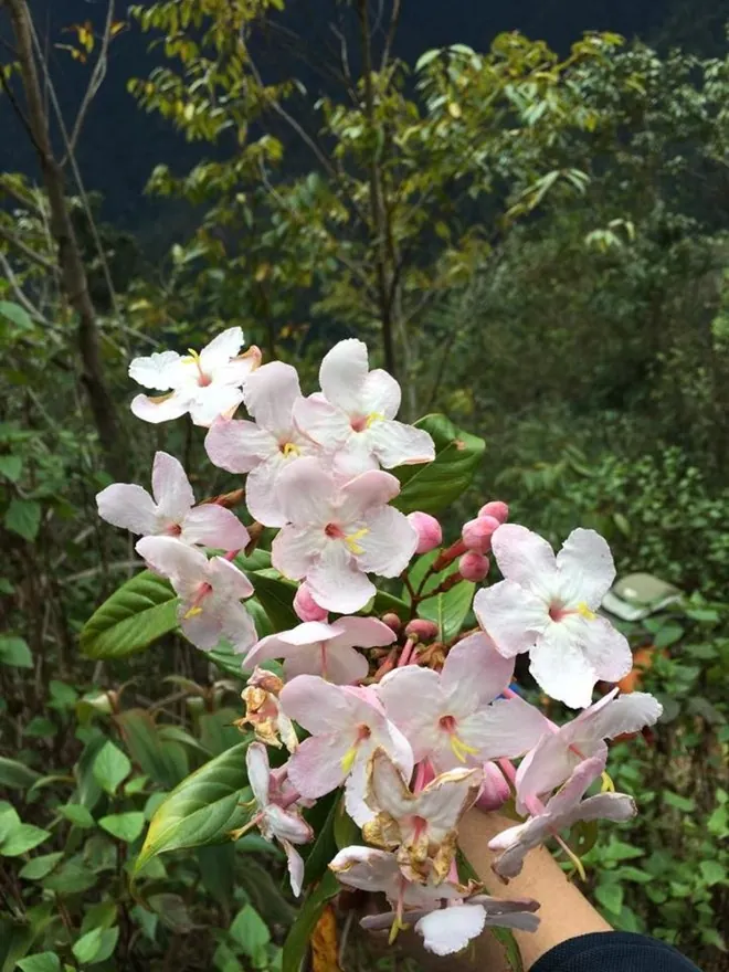 Hành trình gian nan chinh phục đỉnh Tà Chì Nhù