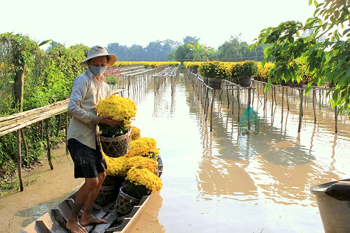 Các làng hoa miền Tây vào Tết Các làng hoa miền Tây vào Tết