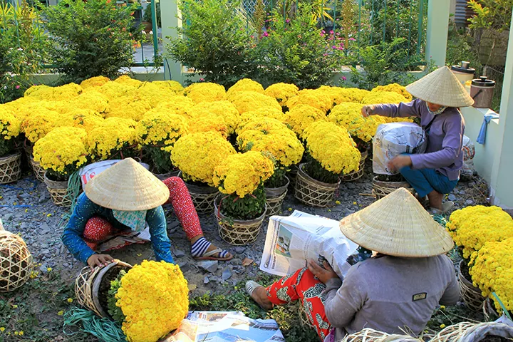 Các làng hoa miền Tây vào Tết Các làng hoa miền Tây vào Tết