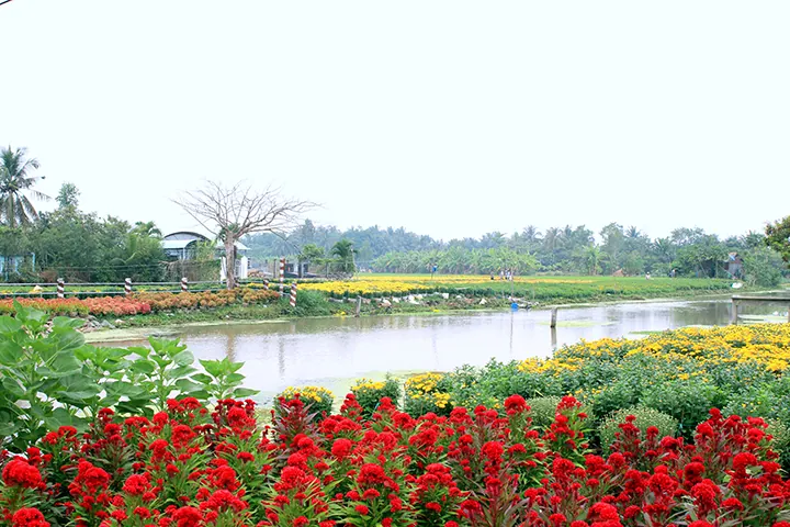 Các làng hoa miền Tây vào Tết Các làng hoa miền Tây vào Tết