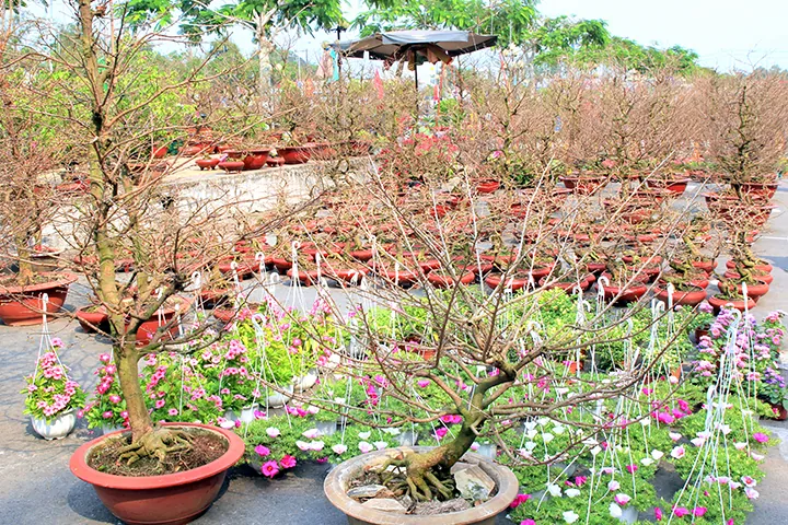Các làng hoa miền Tây vào Tết Các làng hoa miền Tây vào Tết