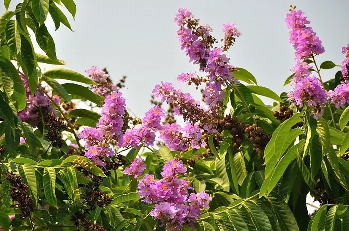 Hoa bằng lăng nhuộm tím góc trời Sài thành Hoa bằng lăng nhuộm tím góc trời Sài thành