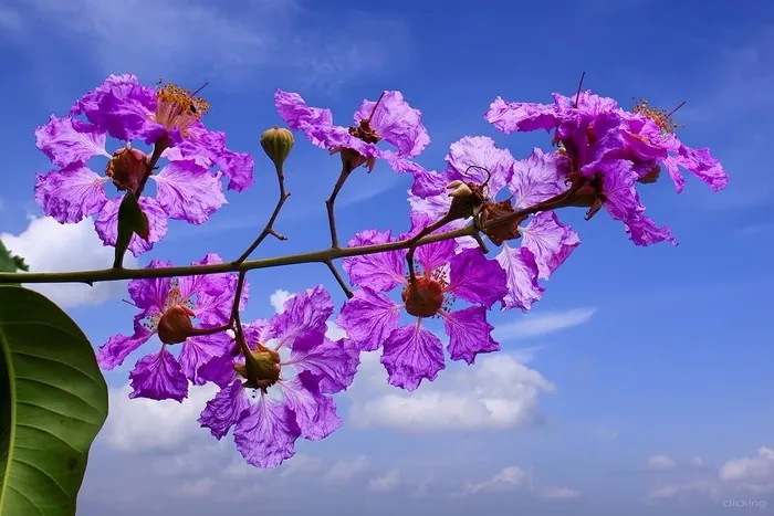 Hoa bằng lăng nhuộm tím góc trời Sài thành Hoa bằng lăng nhuộm tím góc trời Sài thành