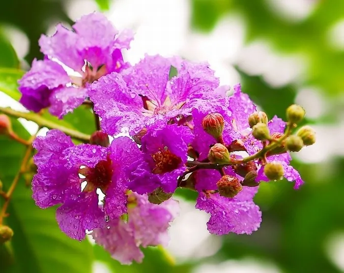 Hoa bằng lăng nhuộm tím góc trời Sài thành Hoa bằng lăng nhuộm tím góc trời Sài thành