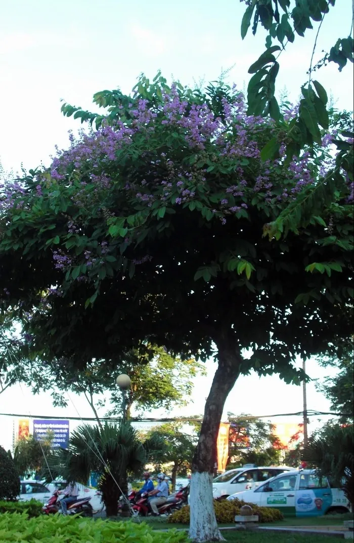 Hoa bằng lăng nhuộm tím góc trời Sài thành Hoa bằng lăng nhuộm tím góc trời Sài thành