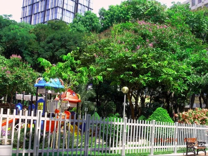 Hoa bằng lăng nhuộm tím góc trời Sài thành Hoa bằng lăng nhuộm tím góc trời Sài thành