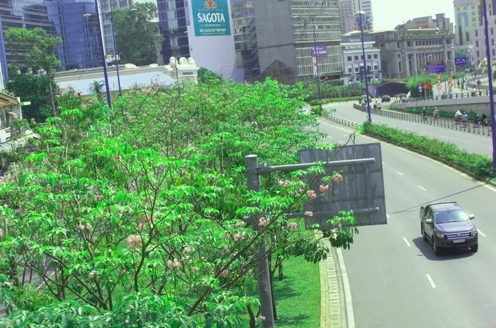 Hoa bằng lăng nhuộm tím góc trời Sài thành Hoa bằng lăng nhuộm tím góc trời Sài thành