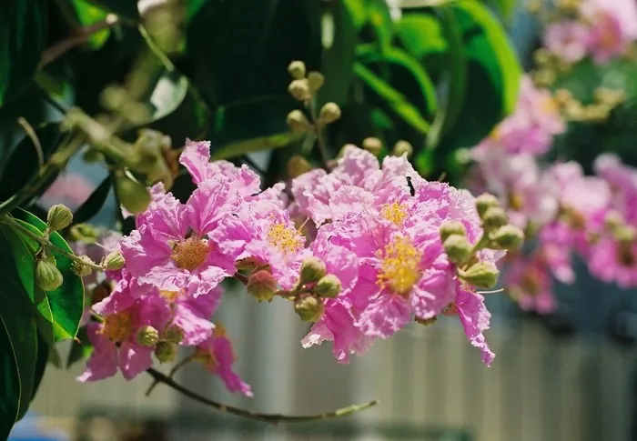 Hoa bằng lăng nhuộm tím góc trời Sài thành Hoa bằng lăng nhuộm tím góc trời Sài thành