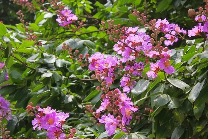 Hoa bằng lăng nhuộm tím góc trời Sài thành Hoa bằng lăng nhuộm tím góc trời Sài thành