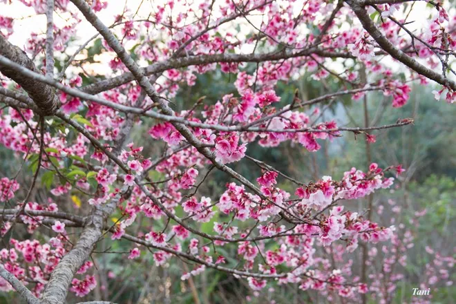 Lạc bước vào đảo hoa anh đào ở Mường Phăng, Điện Biên Lạc bước vào đảo hoa anh đào ở Mường Phăng Điện Biên