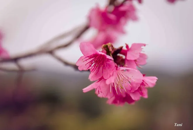 Lạc bước vào đảo hoa anh đào ở Mường Phăng, Điện Biên Lạc bước vào đảo hoa anh đào ở Mường Phăng Điện Biên