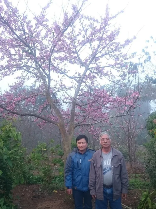 Lạc bước vào đảo hoa anh đào ở Mường Phăng, Điện Biên Lạc bước vào đảo hoa anh đào ở Mường Phăng Điện Biên