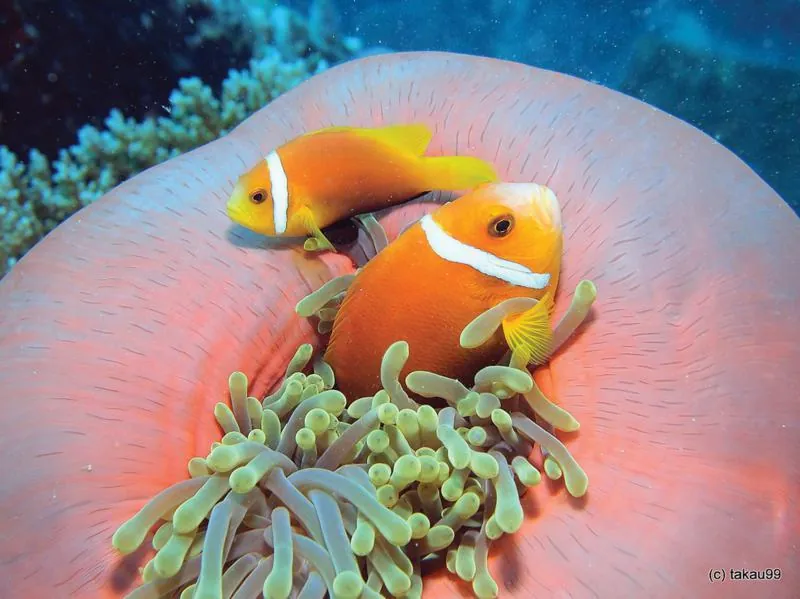 Maldives - Thiên đường của thiên đường Maldives thiên đường của thiên đường