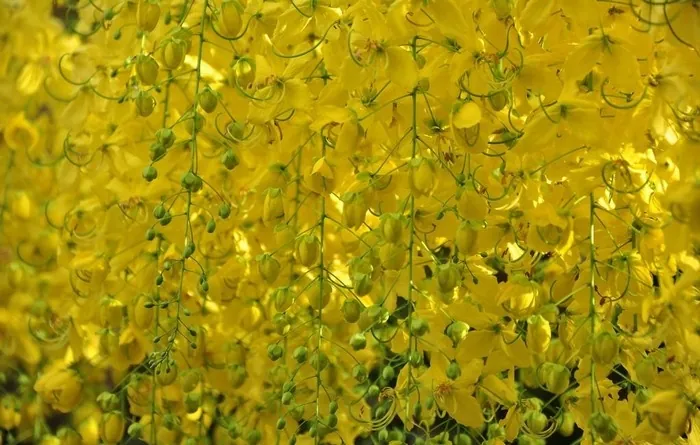 Muồng hoàng yến kiêu sa trên những ngõ Sài thành Muồng hoàng yến kiêu sa trên những ngõ Sài thànhMuồng hoàng yến kiêu sa trên những ngõ Sài thành