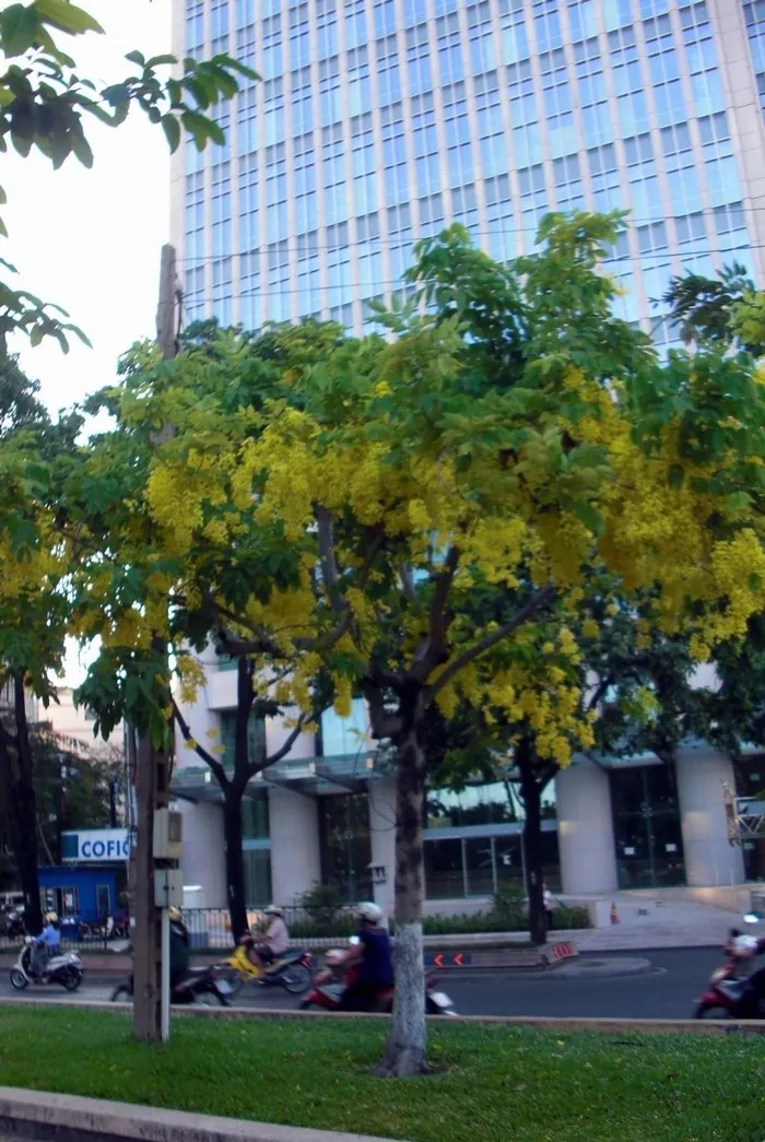 Muồng hoàng yến kiêu sa trên những ngõ Sài thành Muồng hoàng yến kiêu sa trên những ngõ Sài thành