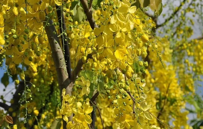 Muồng hoàng yến kiêu sa trên những ngõ Sài thành Muồng hoàng yến kiêu sa trên những ngõ Sài thành