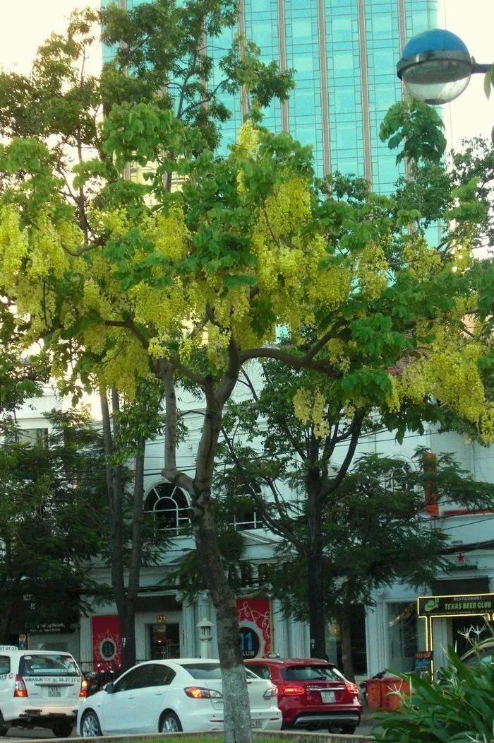 Muồng hoàng yến kiêu sa trên những ngõ Sài thành Muồng hoàng yến kiêu sa trên những ngõ Sài thành